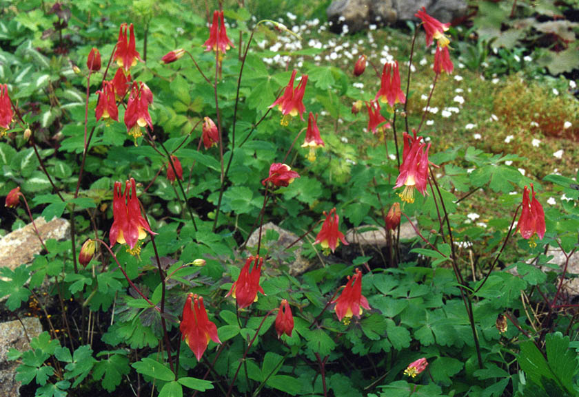 Aquilegia canadensis nana